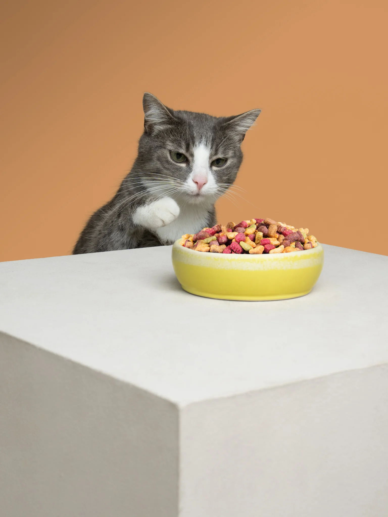 Grey cat looking at a bowl of food on a white plinth against an orange background.